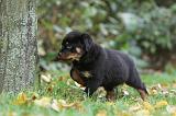 ROTTWEILER 353